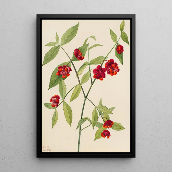 American Charcoal Drawing - Mary Vaux Walcott — framed artwork on a wall