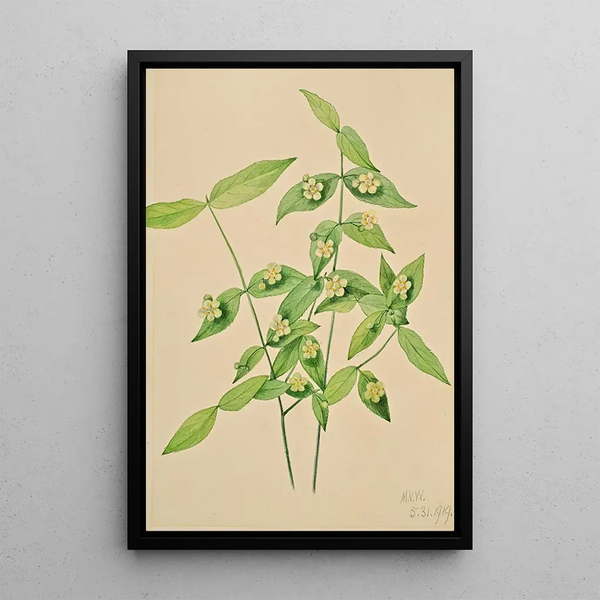 American Euonymus americanus charcoal drawing - Mary Vaux Walcott — framed artwork on a wall