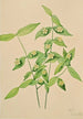 American Euonymus americanus charcoal drawing - Mary Vaux Walcott — artwork view