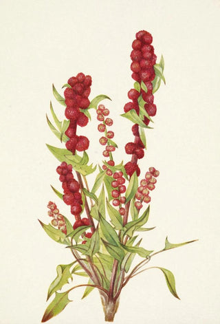 Mary Vaux Walcott - Strawberryblite Chenopodium capitatum (Case Conflict).webp