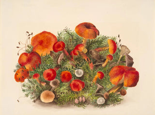 Study of Mushrooms - Mary Vaux Walcott — artwork view