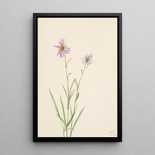 Aster des marais Aster paludosus - Mary Vaux Walcott — framed artwork on a wall