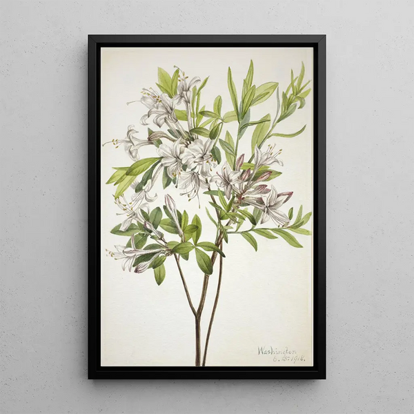 Azalée des marais Azalea viscosa - Mary Vaux Walcott — framed artwork on a wall