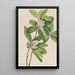 Magnolia des marais Magnolia virginiana - Mary Vaux Walcott — framed artwork on a wall