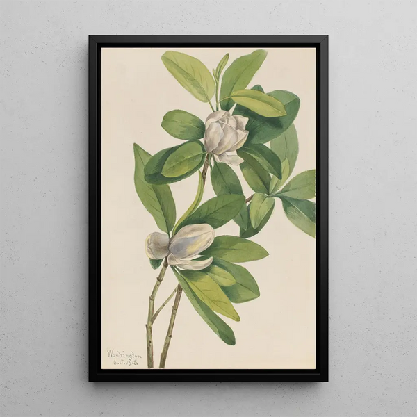Magnolia des marais Magnolia virginiana - Mary Vaux Walcott — framed artwork on a wall