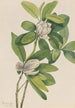 Magnolia des marais Magnolia virginiana - Mary Vaux Walcott — artwork view