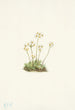 Androsace douce Androsace carinata - Mary Vaux Walcott — artwork view