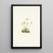 Androsace douce Androsace carinata - Mary Vaux Walcott — framed artwork on a wall