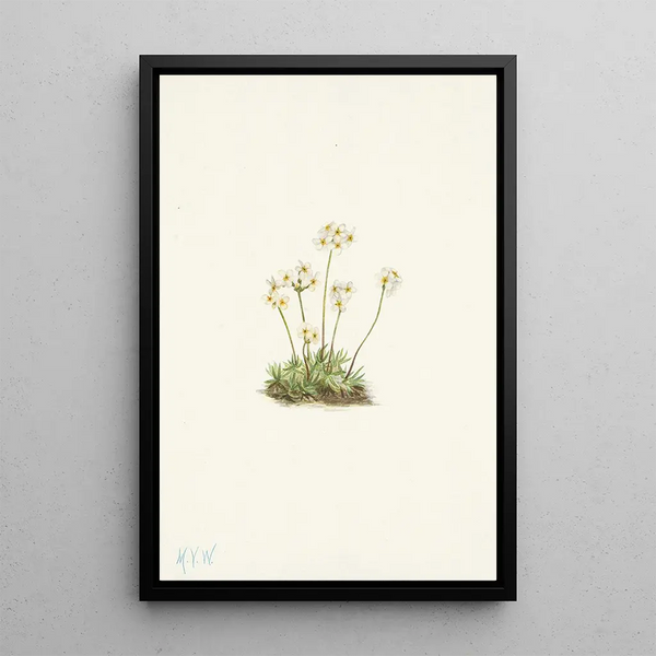 Androsace douce Androsace carinata - Mary Vaux Walcott — framed artwork on a wall