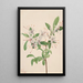 Azalée douce Azalea arborescens - Mary Vaux Walcott — framed artwork on a wall