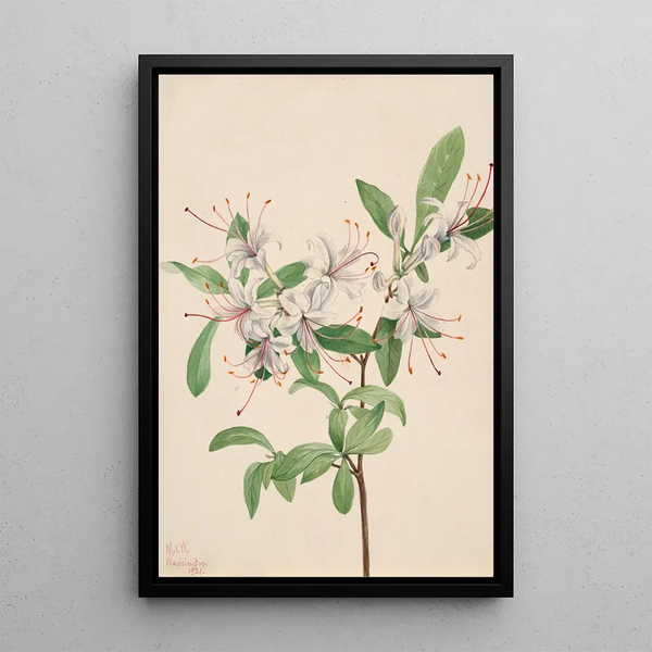 Azalée douce Azalea arborescens - Mary Vaux Walcott — framed artwork on a wall