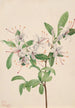 Azalée douce Azalea arborescens - Mary Vaux Walcott — artwork view