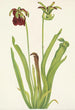 Sarracénie pourpre Sarracenia rubra - Mary Vaux Walcott — artwork view
