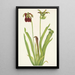 Sarracénie pourpre Sarracenia rubra - Mary Vaux Walcott — framed artwork on a wall