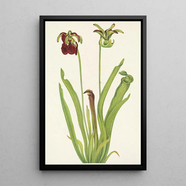 Sarracénie pourpre Sarracenia rubra - Mary Vaux Walcott — framed artwork on a wall