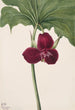 Trille doux Trillium vasyi - Mary Vaux Walcott — artwork view