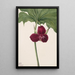 Trille doux Trillium vasyi - Mary Vaux Walcott — framed artwork on a wall