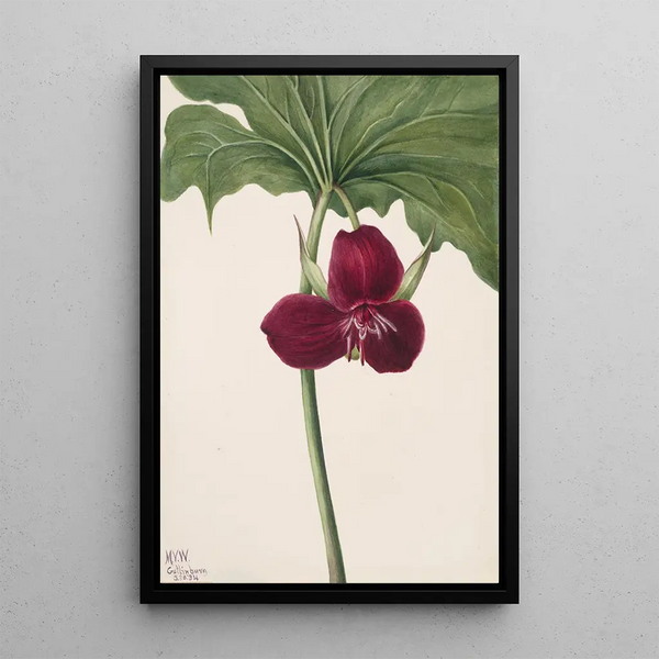 Trille doux Trillium vasyi - Mary Vaux Walcott — framed artwork on a wall