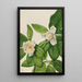 Magnolia à feuilles persistantes Magnolia virginiana - Mary Vaux Walcott — framed artwork on a wall