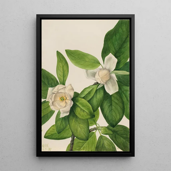 Magnolia à feuilles persistantes Magnolia virginiana - Mary Vaux Walcott — framed artwork on a wall