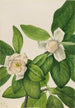 Magnolia à feuilles persistantes Magnolia virginiana - Mary Vaux Walcott — artwork view