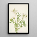 Hedysarum de Mackenzie Hedysarum mackenzii - Mary Vaux Walcott — framed artwork on a wall