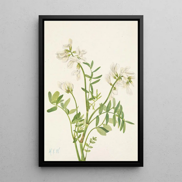 Hedysarum de Mackenzie Hedysarum mackenzii - Mary Vaux Walcott — framed artwork on a wall