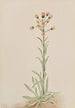 Vergerette élevée Erigeron acris - Mary Vaux Walcott — artwork view