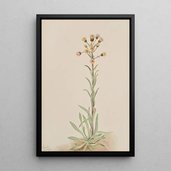 Vergerette élevée Erigeron acris - Mary Vaux Walcott — framed artwork on a wall