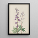 Dauphinelle élevée Delphinium elongatum - Mary Vaux Walcott — framed artwork on a wall