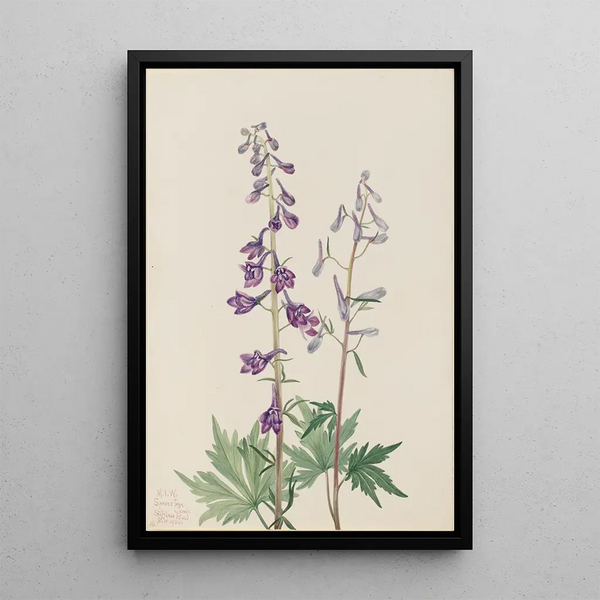 Dauphinelle élevée Delphinium elongatum - Mary Vaux Walcott — framed artwork on a wall