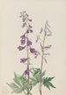 Dauphinelle élevée Delphinium elongatum - Mary Vaux Walcott — artwork view