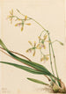Epidendrum de Tampa Epidendrum tampense - Mary Vaux Walcott — artwork view