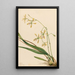 Epidendrum de Tampa Epidendrum tampense - Mary Vaux Walcott — framed artwork on a wall