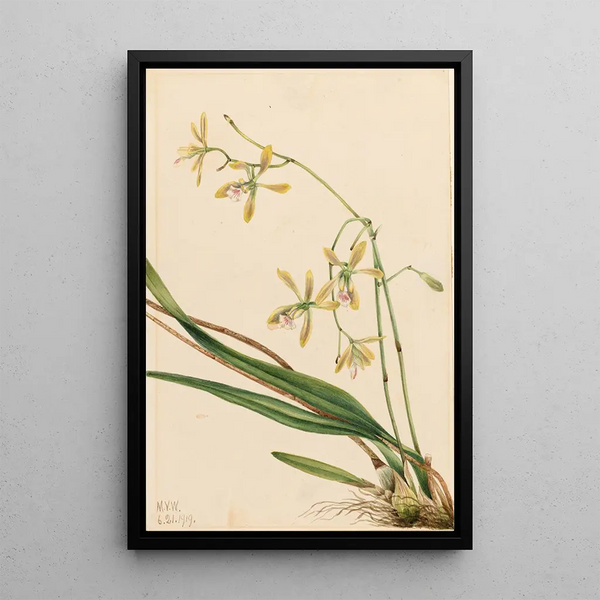 Epidendrum de Tampa Epidendrum tampense - Mary Vaux Walcott — framed artwork on a wall