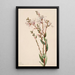 Befaria en grappes Befaria racemosa - Mary Vaux Walcott — framed artwork on a wall