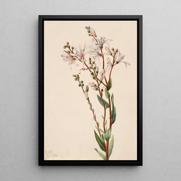 Befaria en grappes Befaria racemosa - Mary Vaux Walcott — framed artwork on a wall