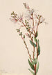 Befaria en grappes Befaria racemosa - Mary Vaux Walcott — artwork view