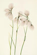 Linaigrette à feuilles étroites Eriophorum angustifolium - Mary Vaux Walcott — artwork view