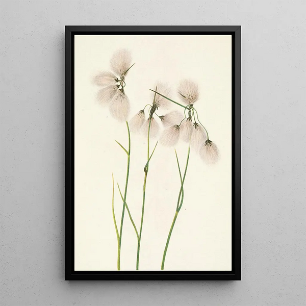 Linaigrette à feuilles étroites Eriophorum angustifolium - Mary Vaux Walcott — framed artwork on a wall