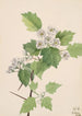 Crimson Hawthorn Crataegus coccinea - Mary Vaux Walcott — artwork view