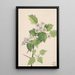 Crimson Hawthorn Crataegus coccinea - Mary Vaux Walcott — framed artwork on a wall