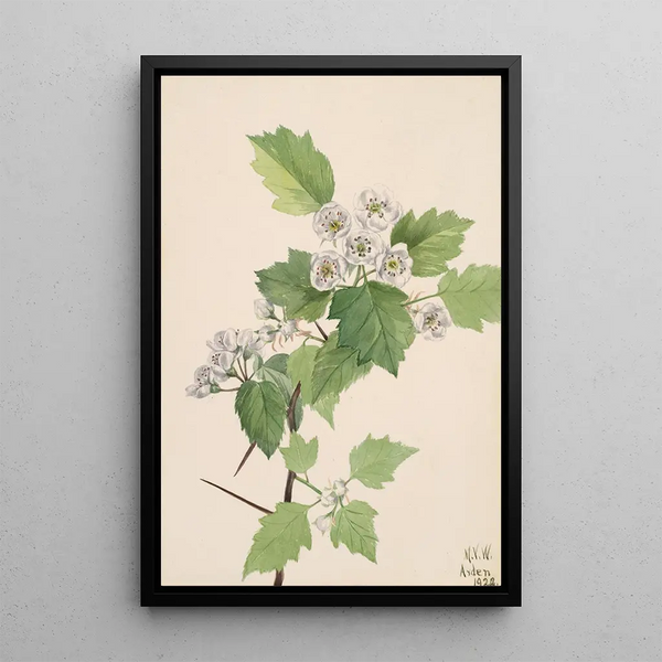 Crimson Hawthorn Crataegus coccinea - Mary Vaux Walcott — framed artwork on a wall