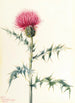 Chardon de l'Arizona Cirsium arizonica - Mary Vaux Walcott — artwork view