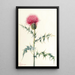 Chardon de l'Arizona Cirsium arizonica - Mary Vaux Walcott — framed artwork on a wall