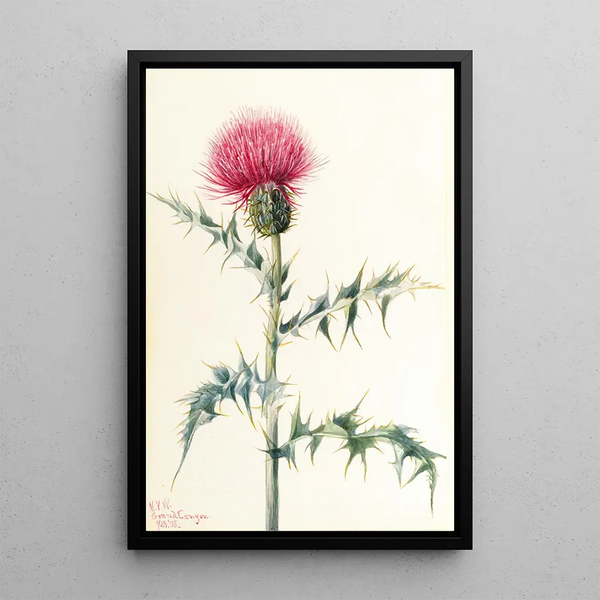 Chardon de l'Arizona Cirsium arizonica - Mary Vaux Walcott — framed artwork on a wall