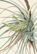 Tillandsia fasciculée Tillandsia fasciculata - Mary Vaux Walcott — artwork view