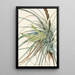 Tillandsia fasciculée Tillandsia fasciculata - Mary Vaux Walcott — framed artwork on a wall