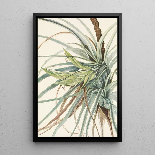 Tillandsia fasciculée Tillandsia fasciculata - Mary Vaux Walcott — framed artwork on a wall