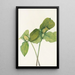 Trille sessile Trillium sessile - Mary Vaux Walcott — framed artwork on a wall